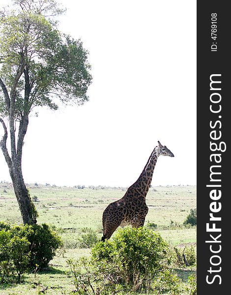 A giraffe looking around her in the masai mara reserve