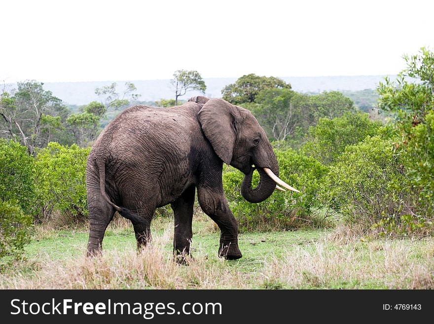 Elephant In The Bush