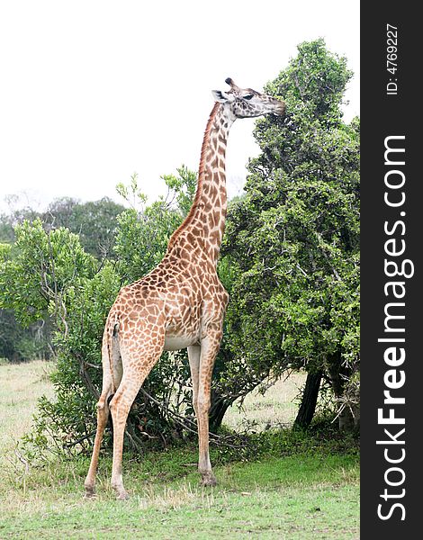 A giraffe eating leaves in the masai mara reserve