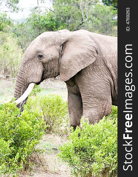 An elephant eating leaves in the bush of the masai mara reserve. An elephant eating leaves in the bush of the masai mara reserve