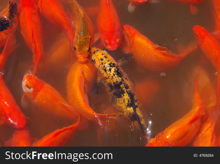 Koi