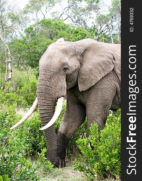 An elephant eating leaves in the bush of the masai mara reserve. An elephant eating leaves in the bush of the masai mara reserve