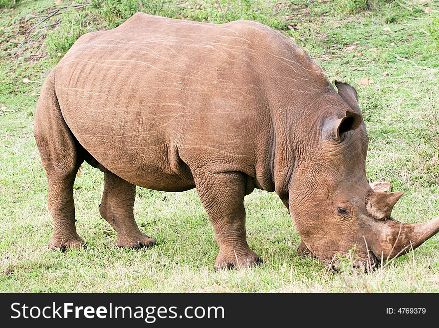 A rhino eating grass in the bush of the masai mara reserve. A rhino eating grass in the bush of the masai mara reserve