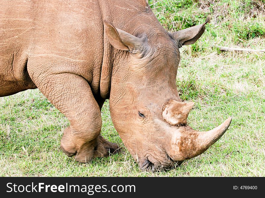 A rhino eating grass in the bush of the masai mara reserve. A rhino eating grass in the bush of the masai mara reserve