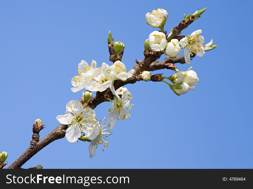Blooming tree branch against clear blue sky. Blooming tree branch against clear blue sky.