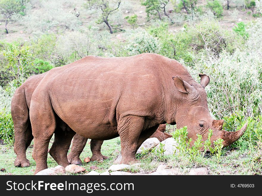 A rhino eating grass in the bush of the masai mara reserve. A rhino eating grass in the bush of the masai mara reserve
