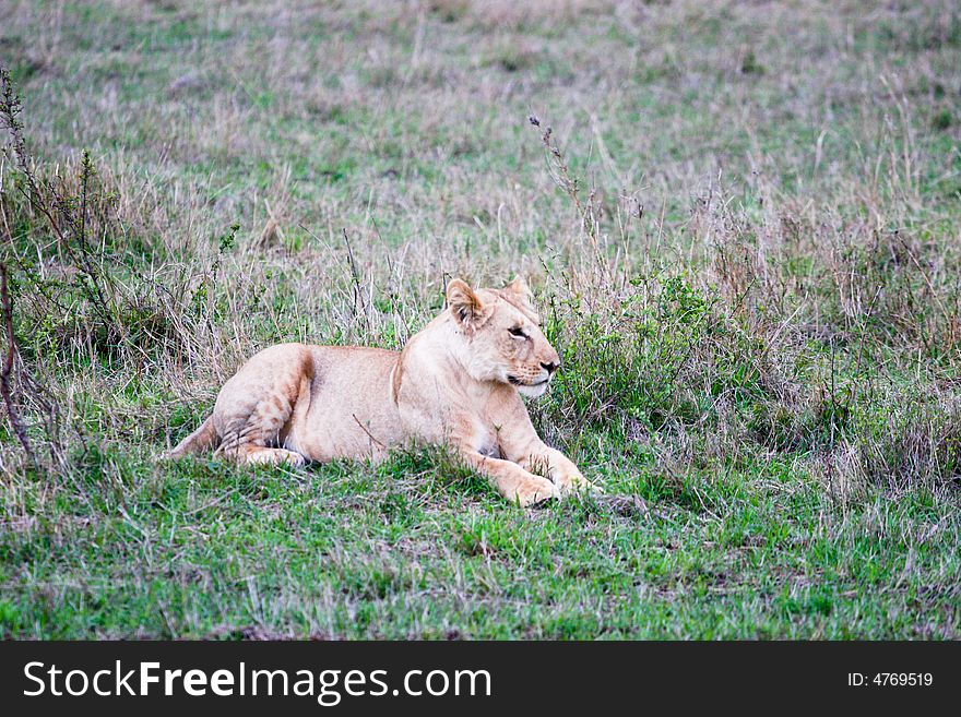 A lion waiting for a pray in the bush of the masai mara reserve. A lion waiting for a pray in the bush of the masai mara reserve