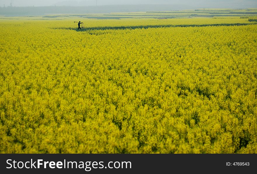 A chinese farmer is walking through his cole fields in an early spring morning, in South east China.