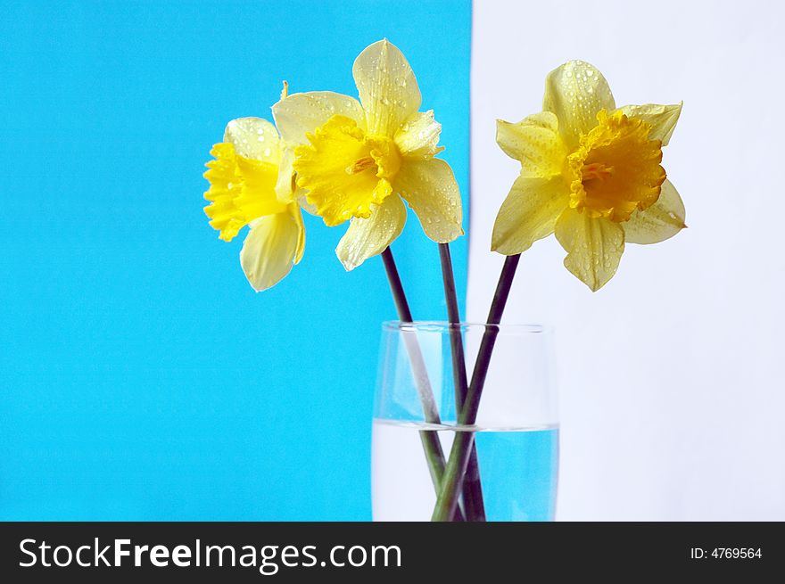 Wet yellow daffodils on blue and white background in glass. Wet yellow daffodils on blue and white background in glass