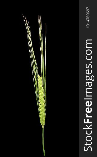 Isolated green wheat with black background