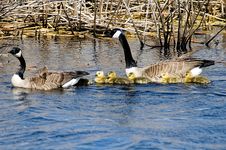 Family Of Canada Geese Royalty Free Stock Image Family Of Canada Geese Royalty Free Stock Image