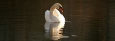 Swan Reflection Stock Photography Swan Reflection Stock Photography