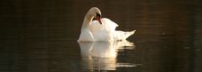 Swan Reflection Stock Photos Swan Reflection Stock Photos