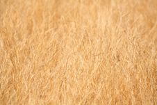 Dry Grass Background Stock Images Dry Grass Background Stock Images