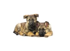 Two Germany Sheep-dog Puppies Royalty Free Stock Image