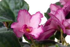 African Violet. Saintpaulia. Stock Images