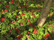 Pile Of Red And Green Leaves Stock Photo Pile Of Red And Green Leaves Stock Photo