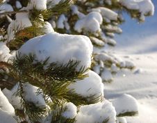 Snow On Branches Of A Pine Stock Images Snow On Branches Of A Pine Stock Images