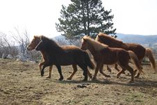 Iceland Horses Toelting Stock Image