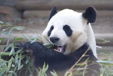 Panda Eating Bamboo Stock Image