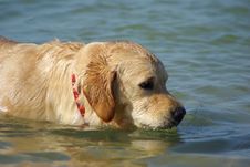 Swimming Dog Royalty Free Stock Images