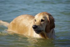 Wet Retriever Royalty Free Stock Images Wet Retriever Royalty Free Stock Images