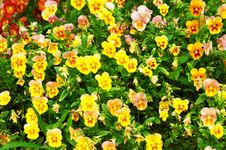 Yellow Pansy Royalty Free Stock Images Yellow Pansy Royalty Free Stock Images