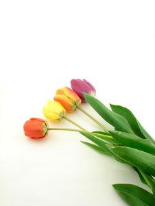 Tulip Flowers Royalty Free Stock Image Tulip Flowers Royalty Free Stock Image