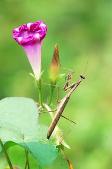 Mantis Royalty Free Stock Image Mantis Royalty Free Stock Image