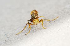 Wasp Stock Photos Wasp Stock Photos
