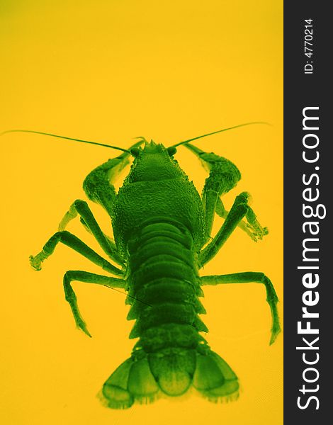 Crayfish  оn a yellow background