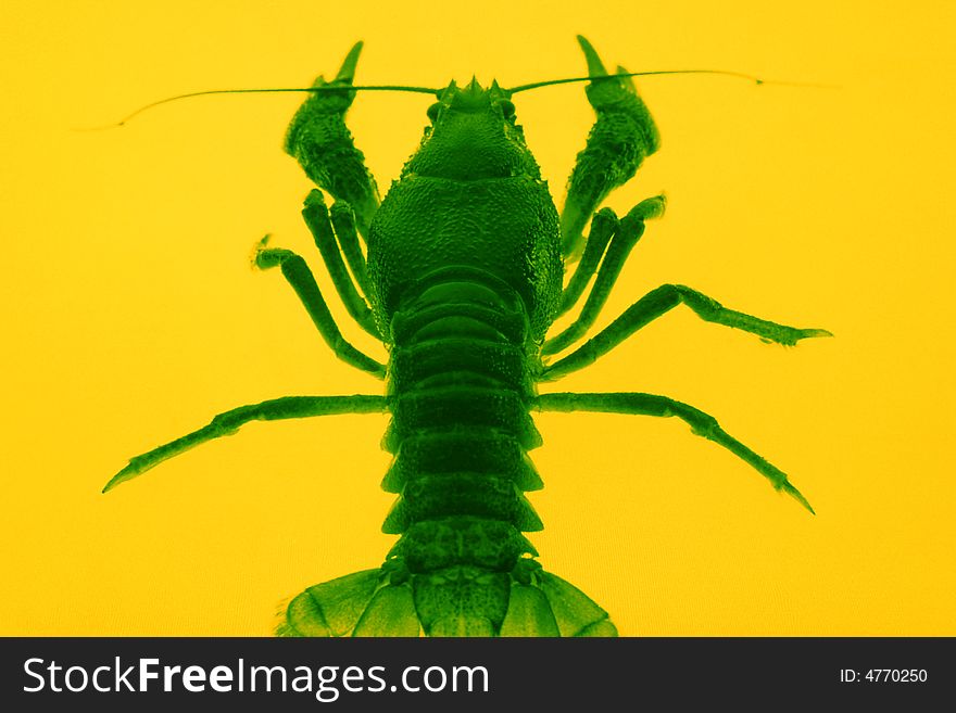 Crayfish  оn a yellow background