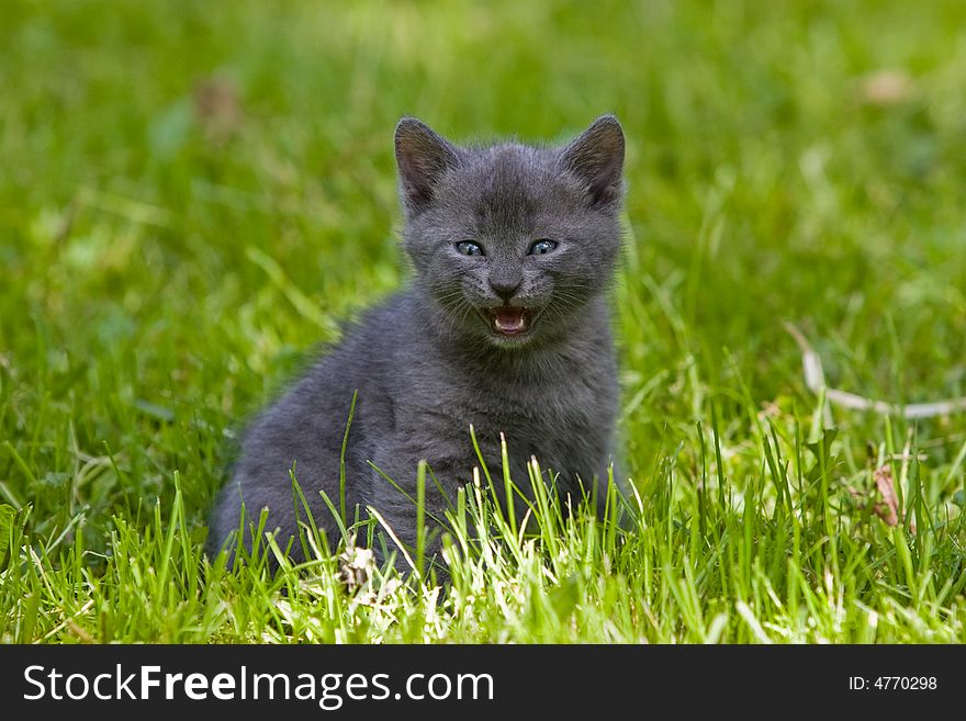 Animal series: gray kitten on the green grass. Animal series: gray kitten on the green grass