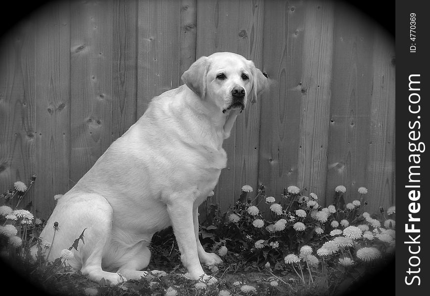 My yelow Lab sitting in the shade among the daisy. My yelow Lab sitting in the shade among the daisy