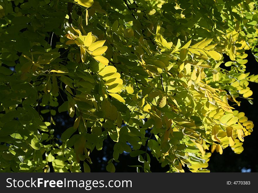 Autumnal golden tree from private garden in London.