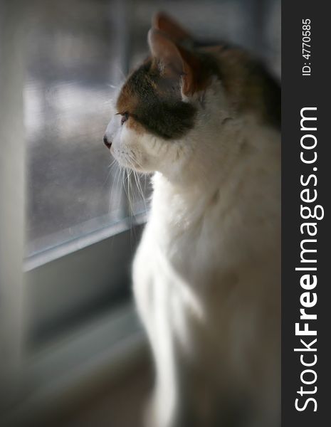 A cat looks out the window. Special focus. A cat looks out the window. Special focus