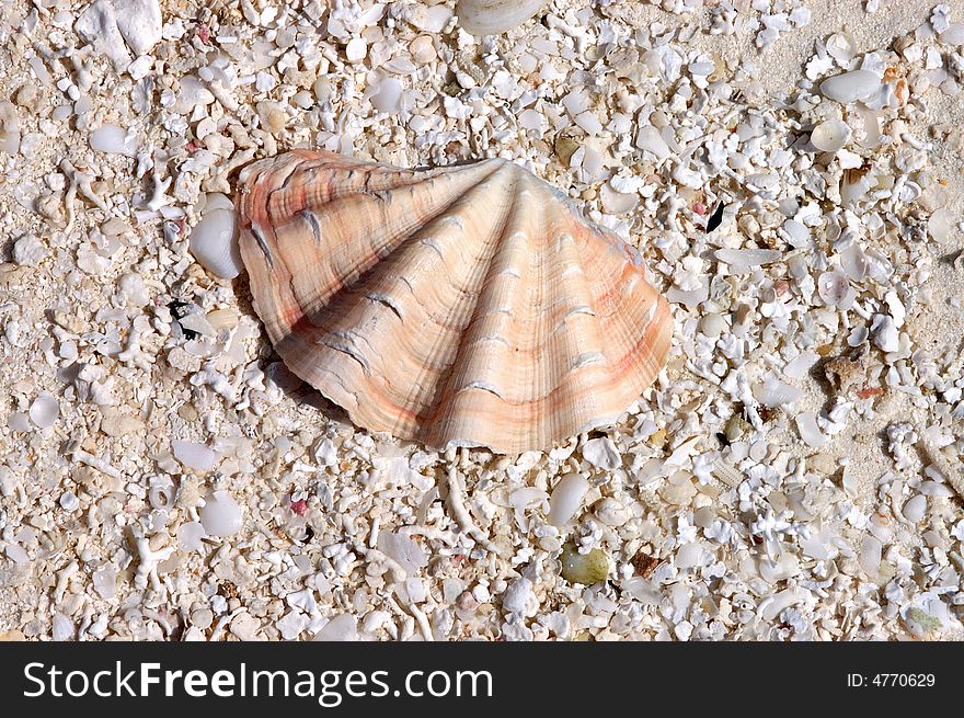 A Seashell on the beach