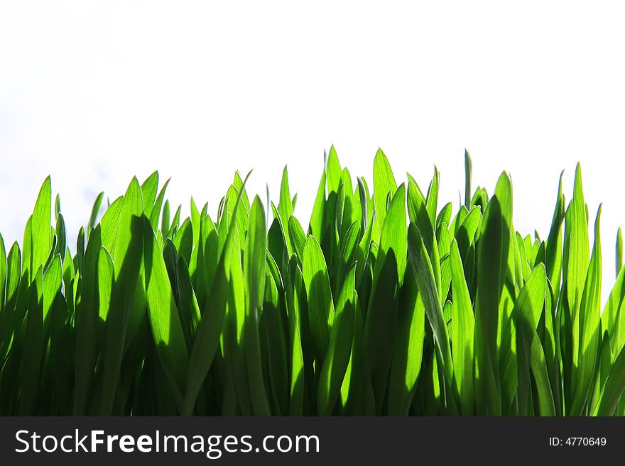 Makro of the green grass