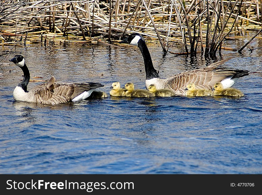 Family of canada geese