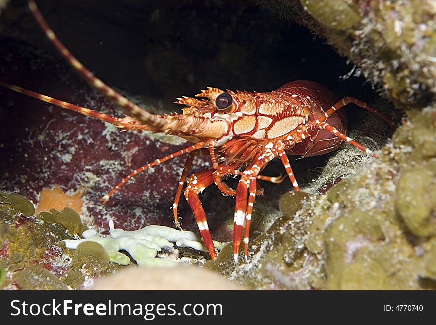 Red Banded Lobster