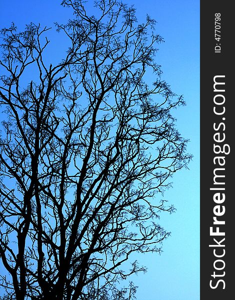 Tree branches against a against a dramatic  blue sky.