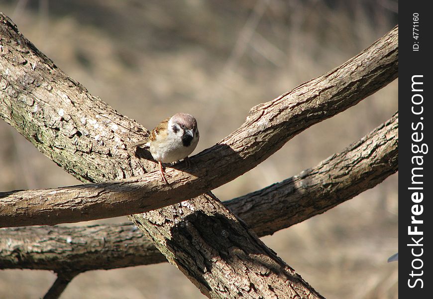 Grey Sparrow
