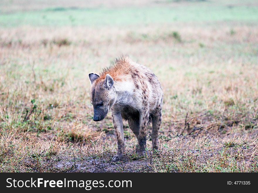 A hyena waiting for a pray in the bush of the masai mara reserve. A hyena waiting for a pray in the bush of the masai mara reserve