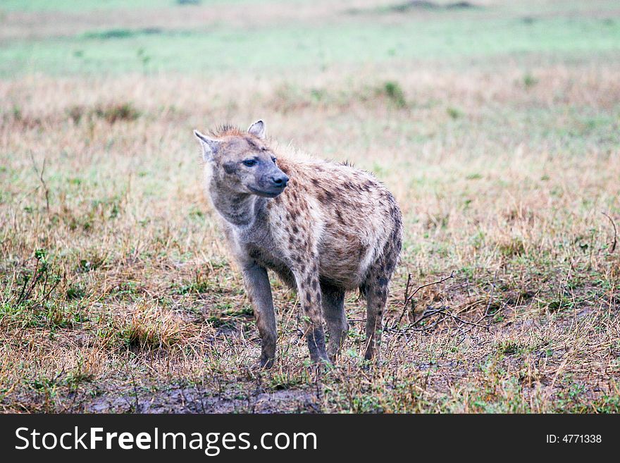 A hyena waiting for a pray in the bush of the masai mara reserve. A hyena waiting for a pray in the bush of the masai mara reserve