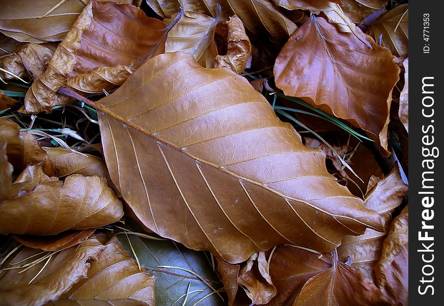 Fallen autumn beech leaves on forest floor. Fallen autumn beech leaves on forest floor