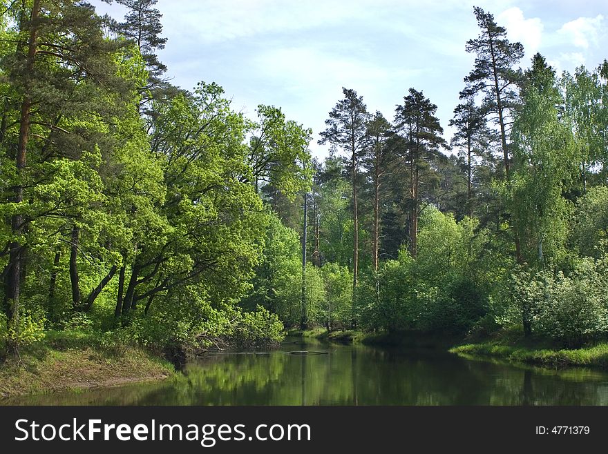 Forest lake in sunny day