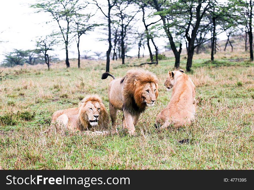 A lion pride in the bush of the masai mara reserve. A lion pride in the bush of the masai mara reserve