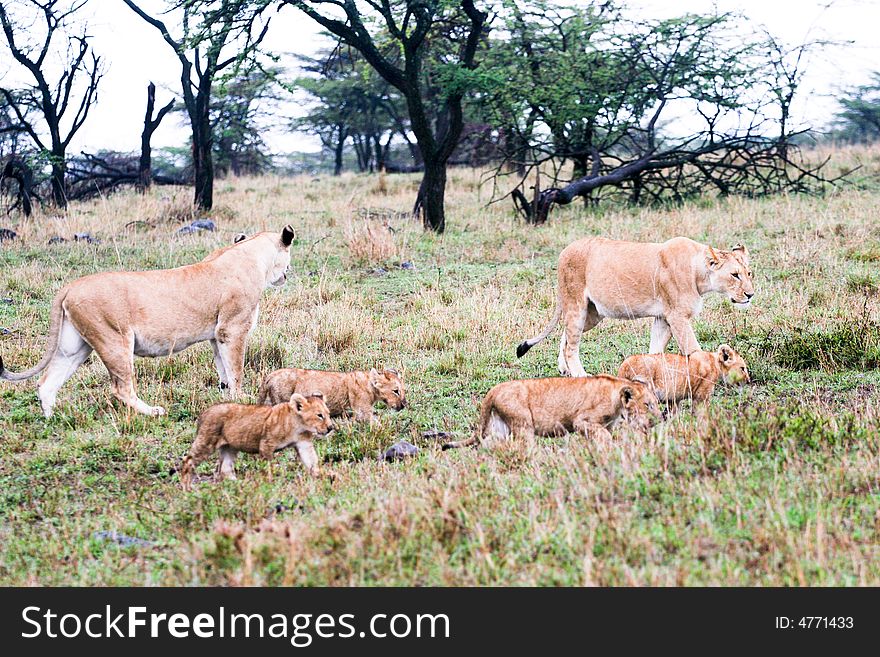 A lion pride  in the bush of the masai mara reserve. A lion pride  in the bush of the masai mara reserve