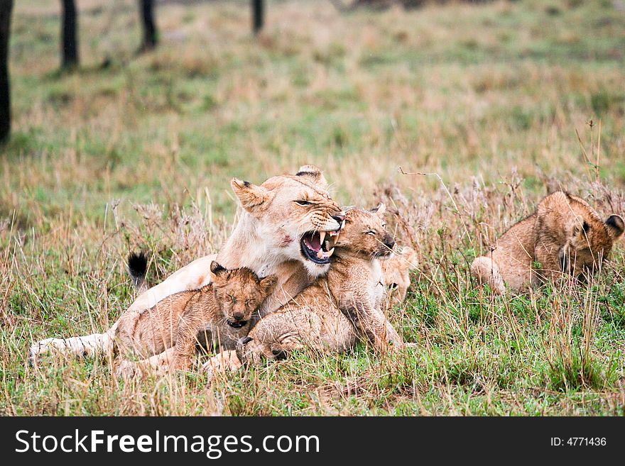 A lion pride  in the bush of the masai mara reserve. A lion pride  in the bush of the masai mara reserve