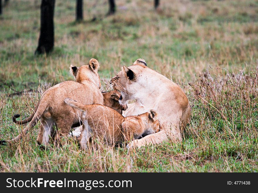 A lion pride  in the bush of the masai mara reserve. A lion pride  in the bush of the masai mara reserve